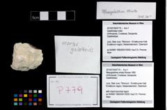 Foto (Objekt + Etikett) von Mesogalathea striata (Remes 1895)  (NHMW-GEO-2014-0194-0779)